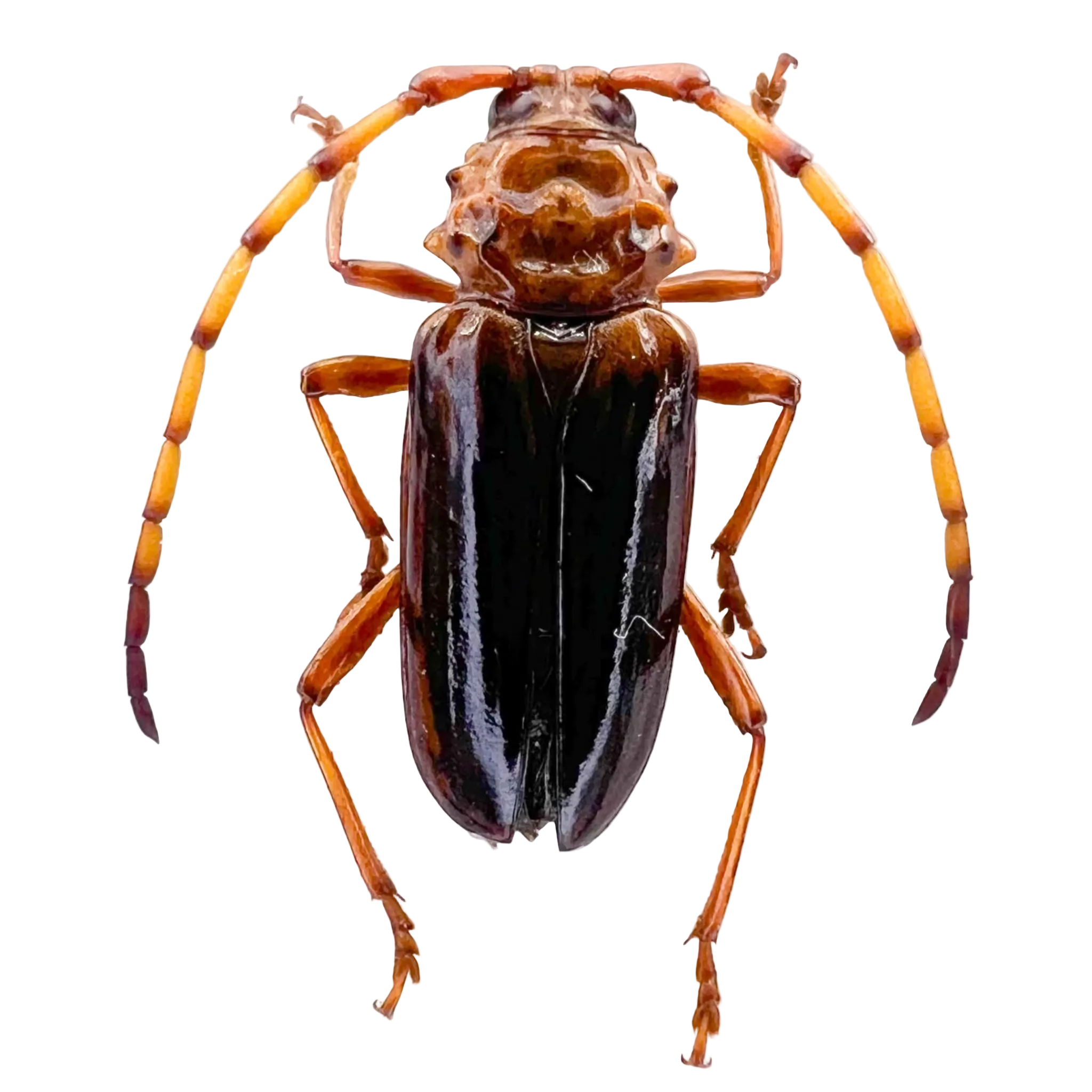 Oxymerus sp?