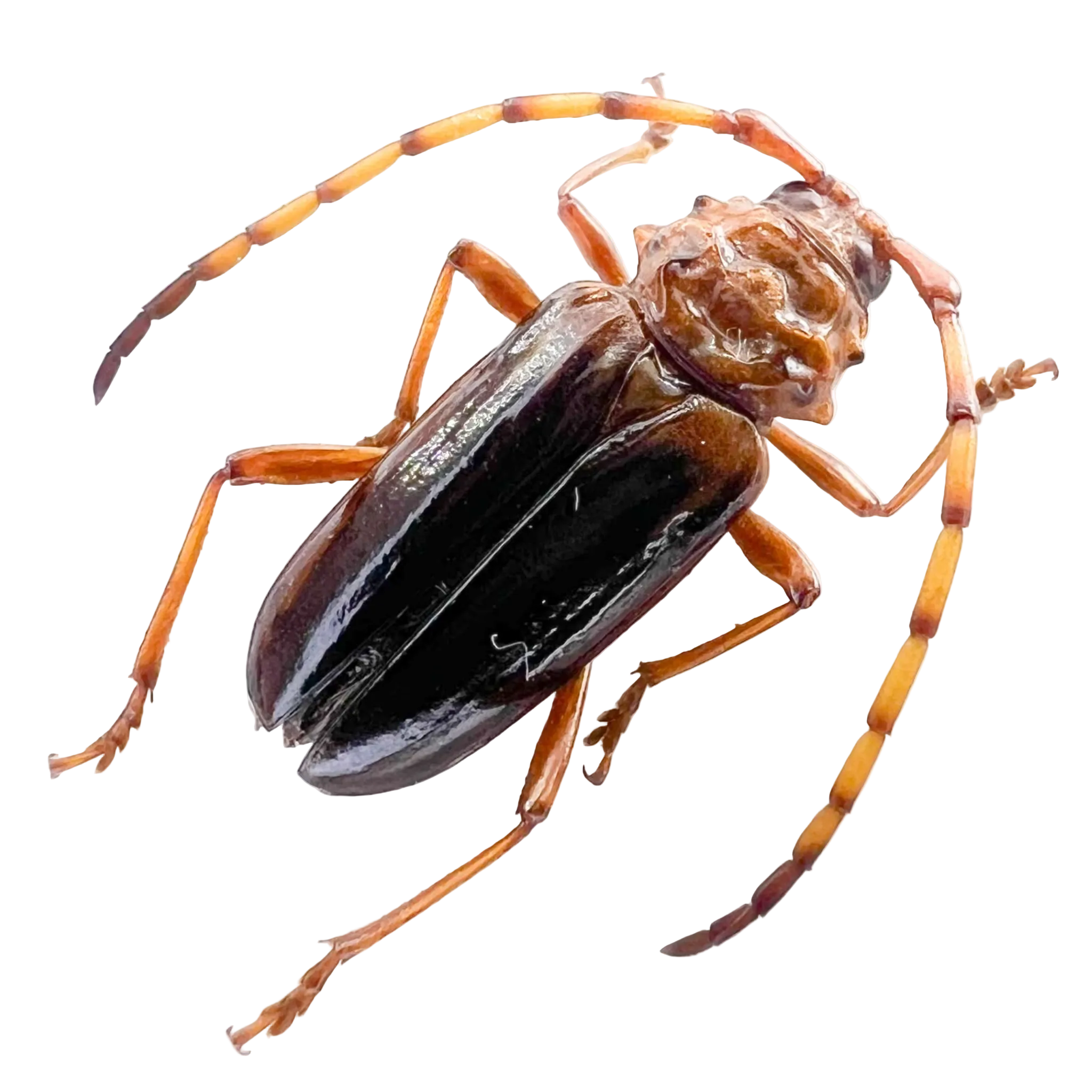 Oxymerus sp?