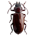 Mallodon baiulus