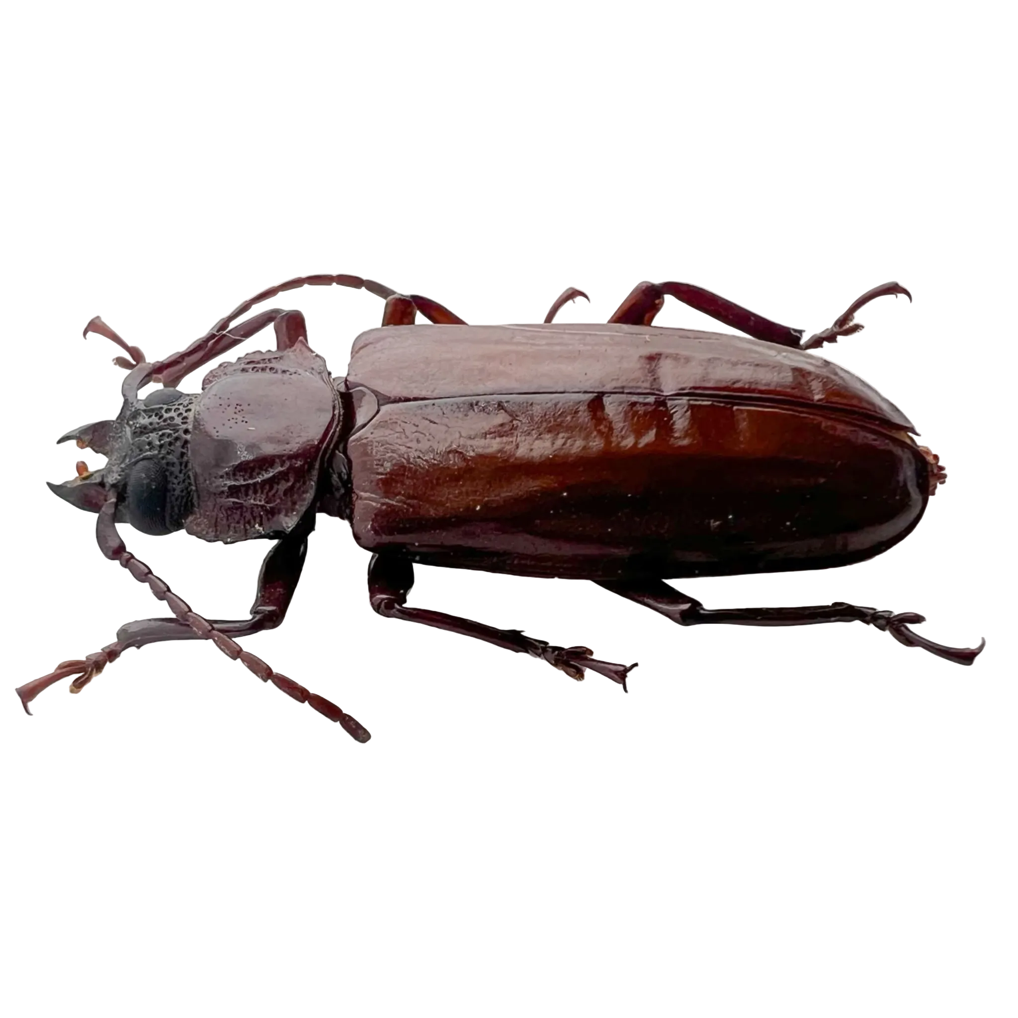 Mallodon baiulus