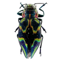 Actenodes nobilis