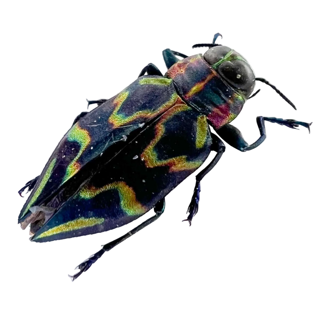 Actenodes nobilis