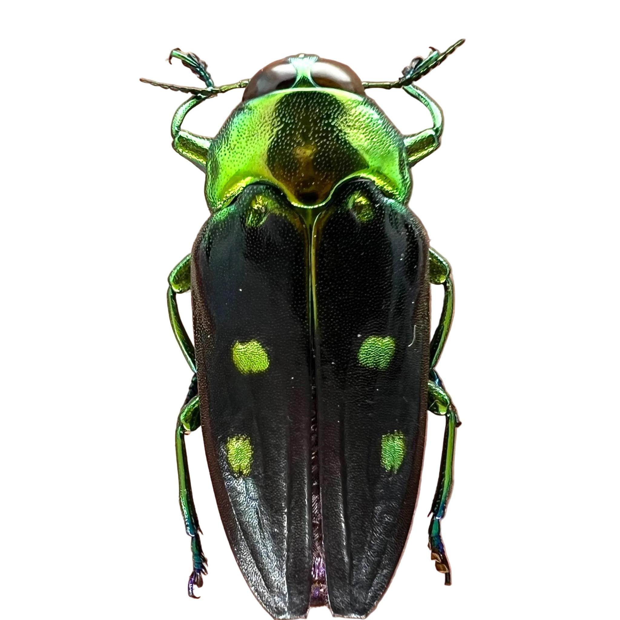 Colobogaster peruviana
