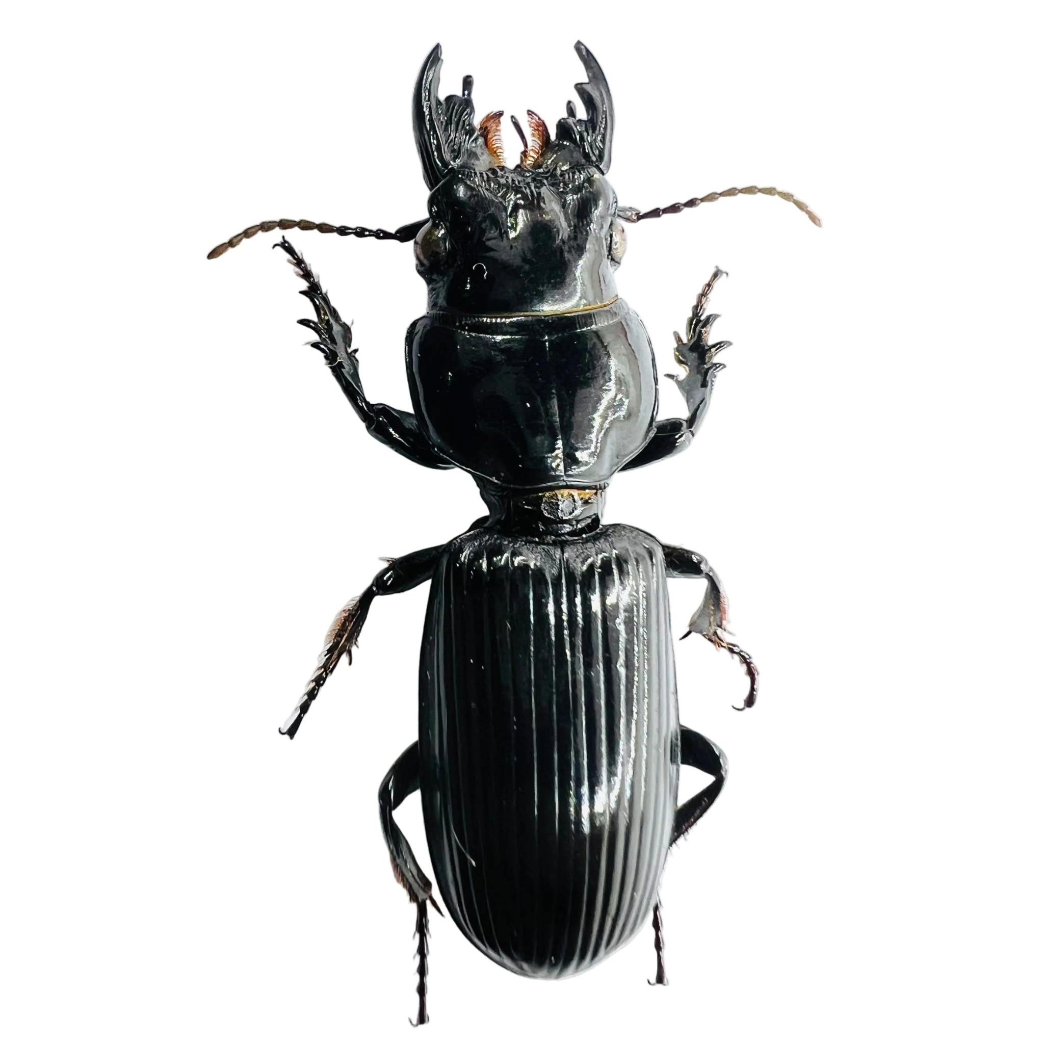 Scarites buparius