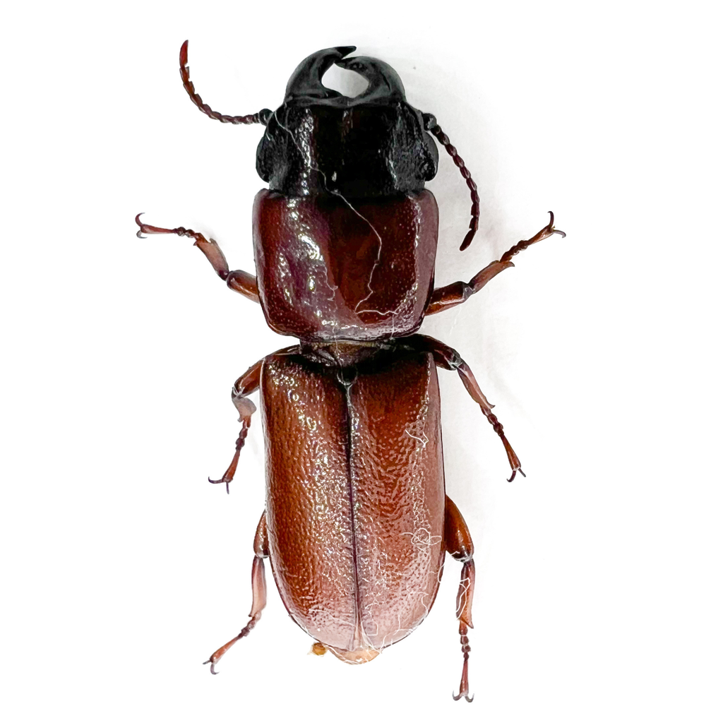 Parandrinae sp?