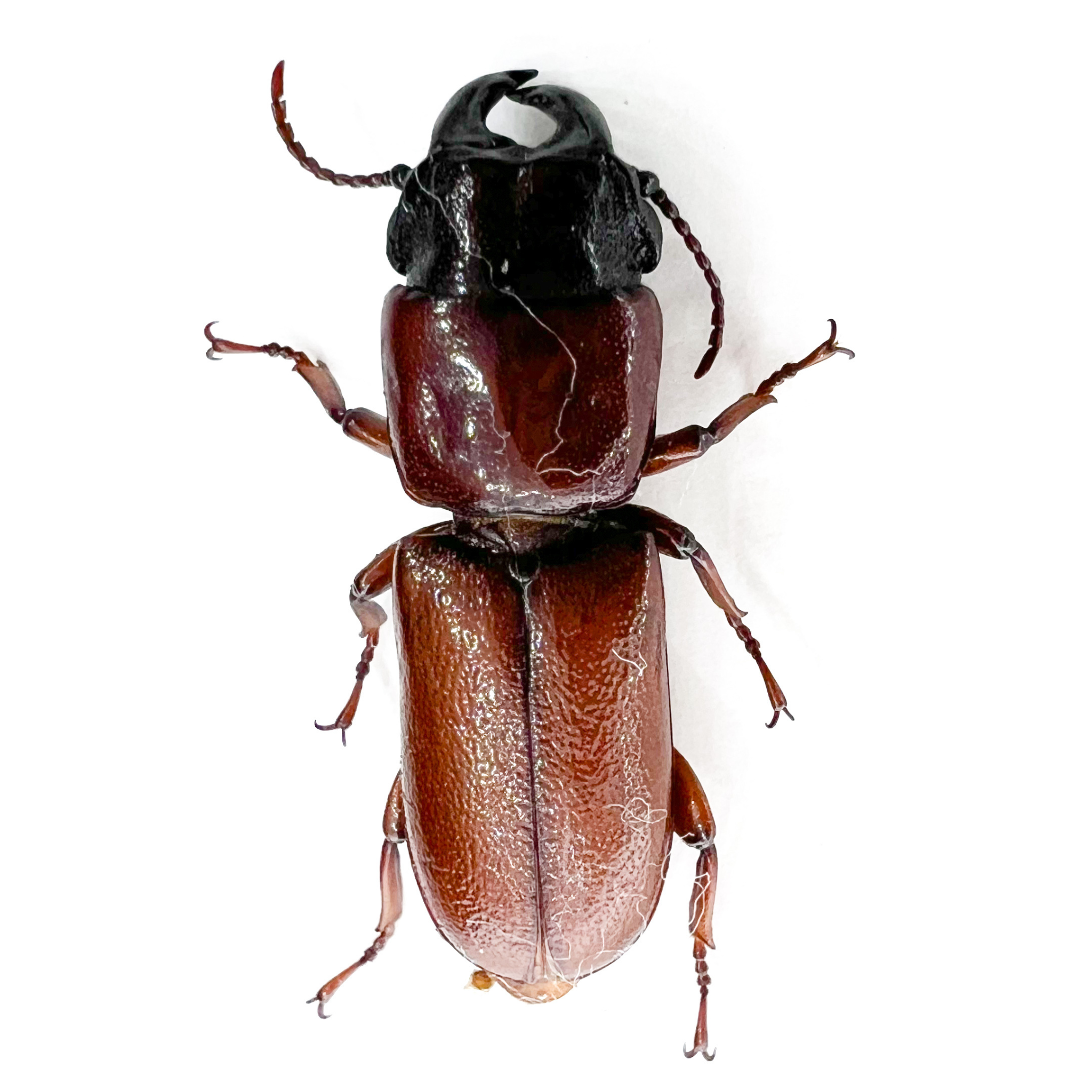 Parandrinae sp?