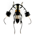 Cosmisoma ammiralis
