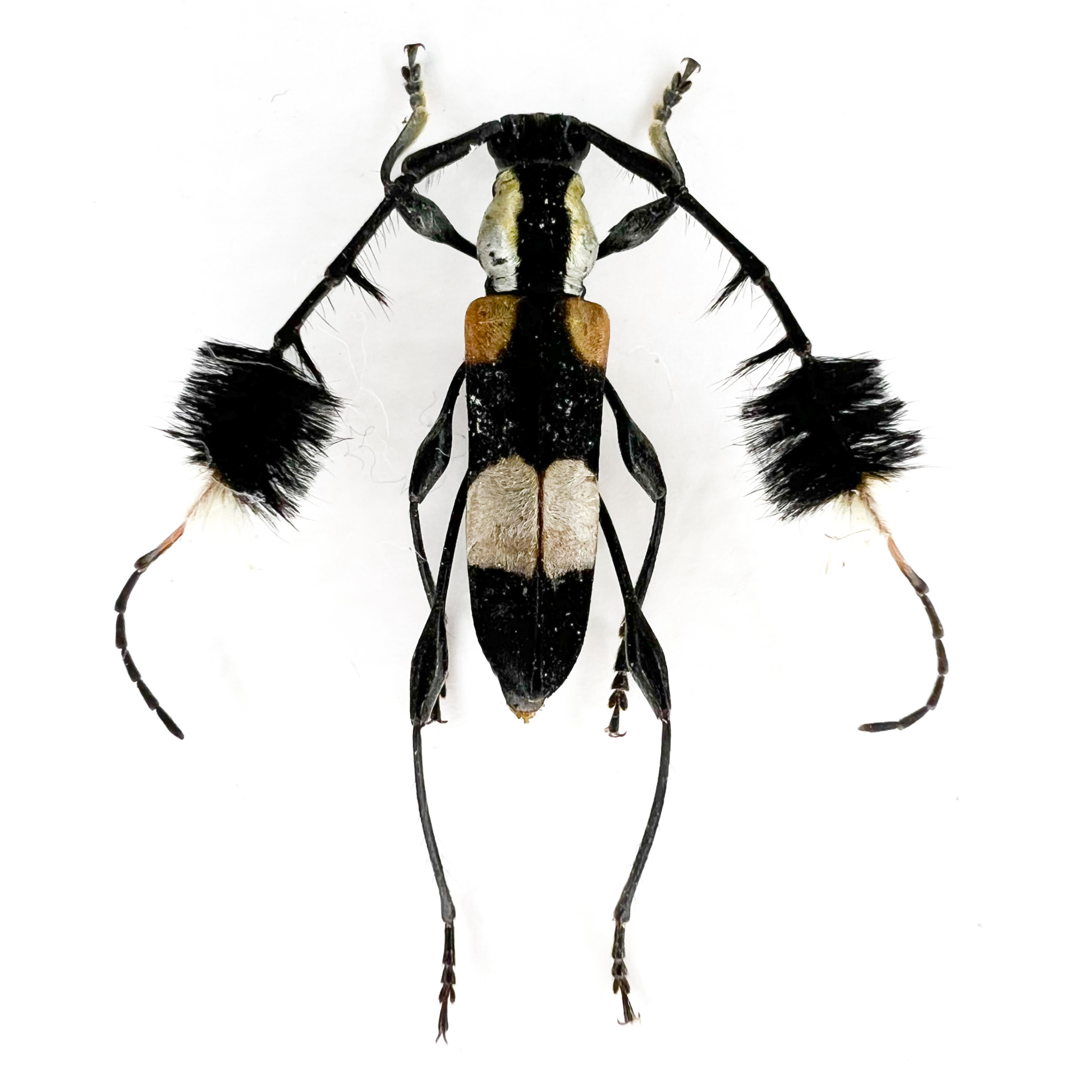 Cosmisoma ammiralis