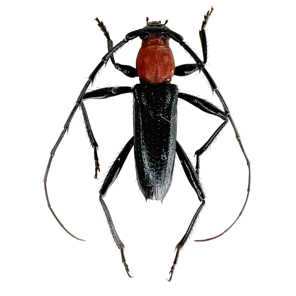 Clausirion bicolor