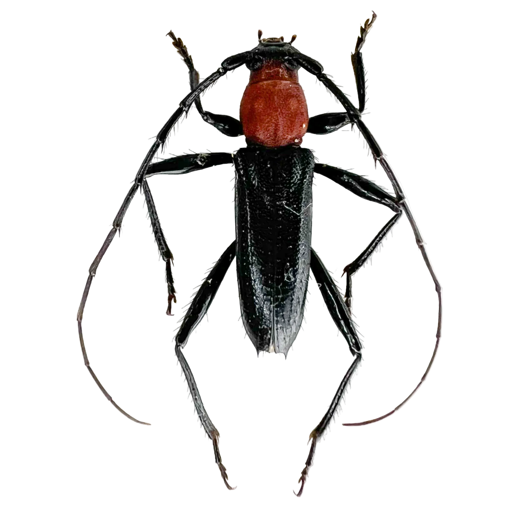 Clausirion bicolor