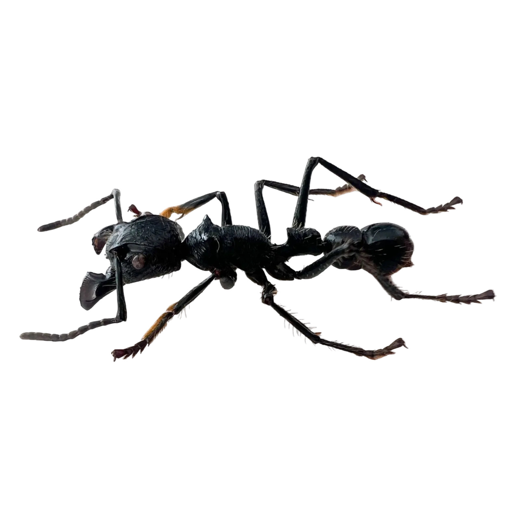 Paraponera clavata// Lot of 50 units