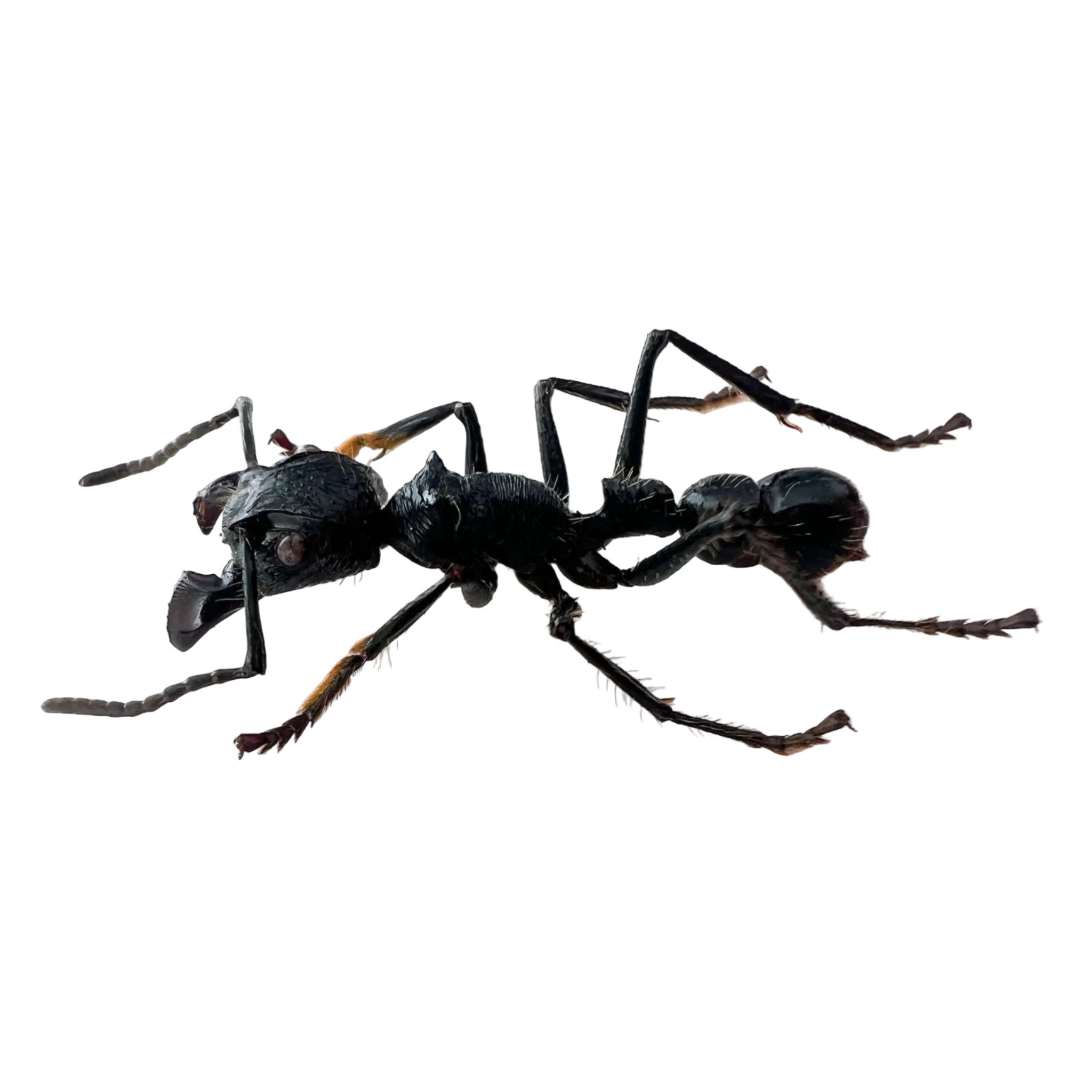 Paraponera clavata// Lot of 50 units