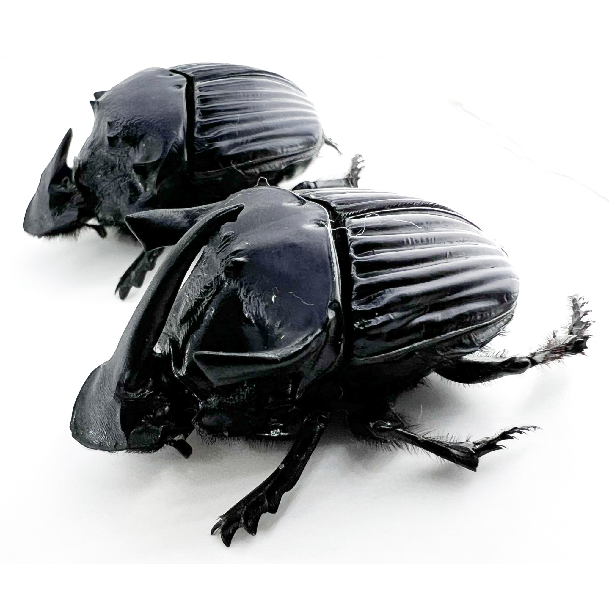 Sulcophanaeus faunus male 41mm/ female 40mm