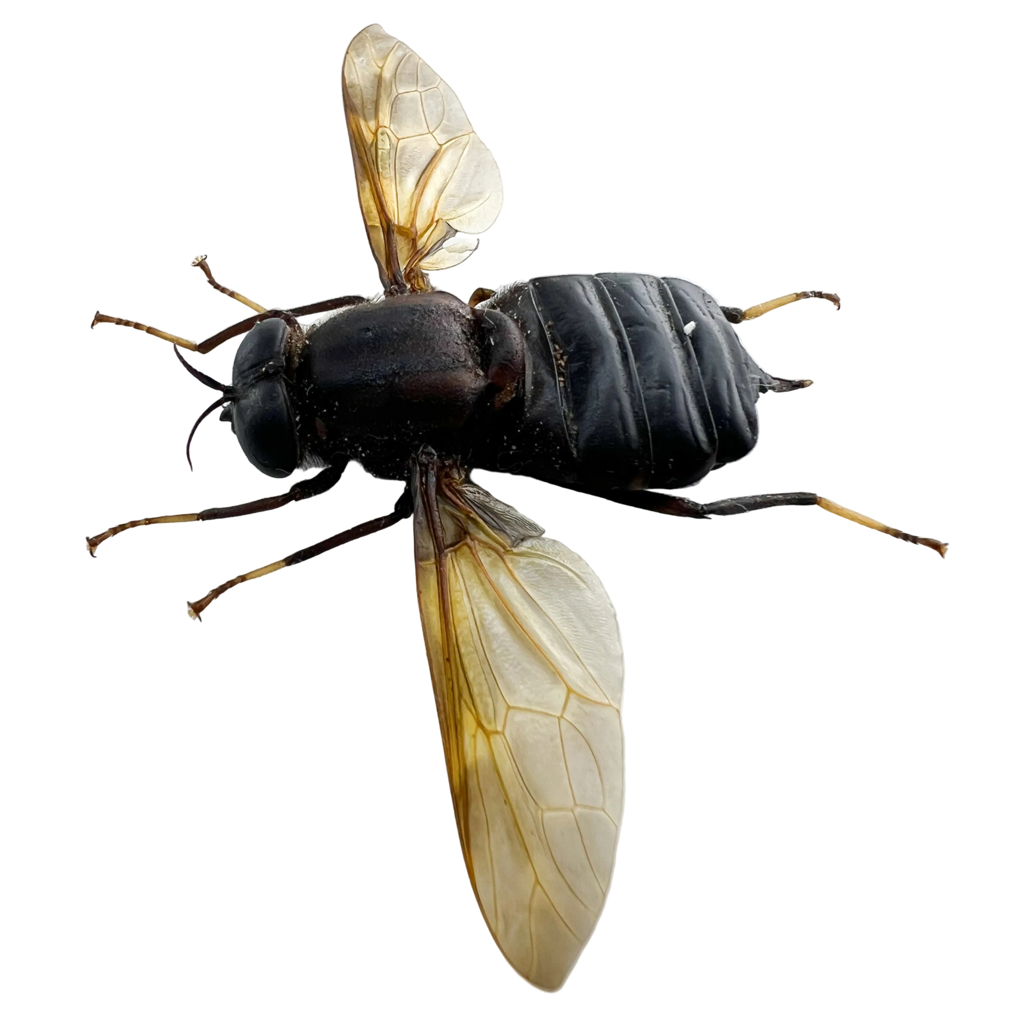 Horse-fly black Winspan 72mm BIG!