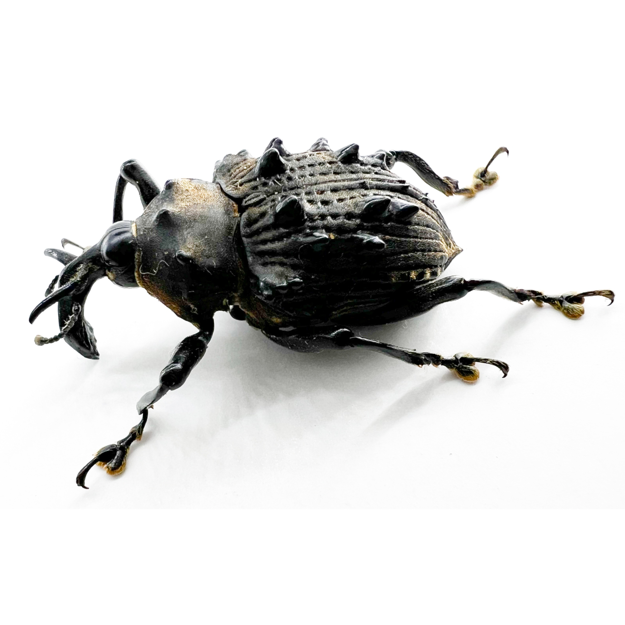 Cratosomus sp? Rare with broad spines