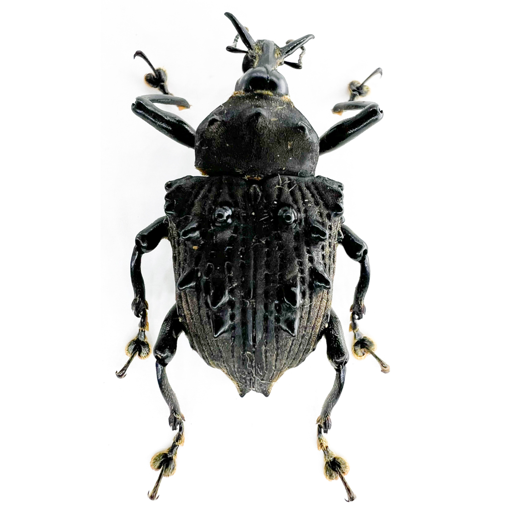 Cratosomus sp? Rare with broad spines