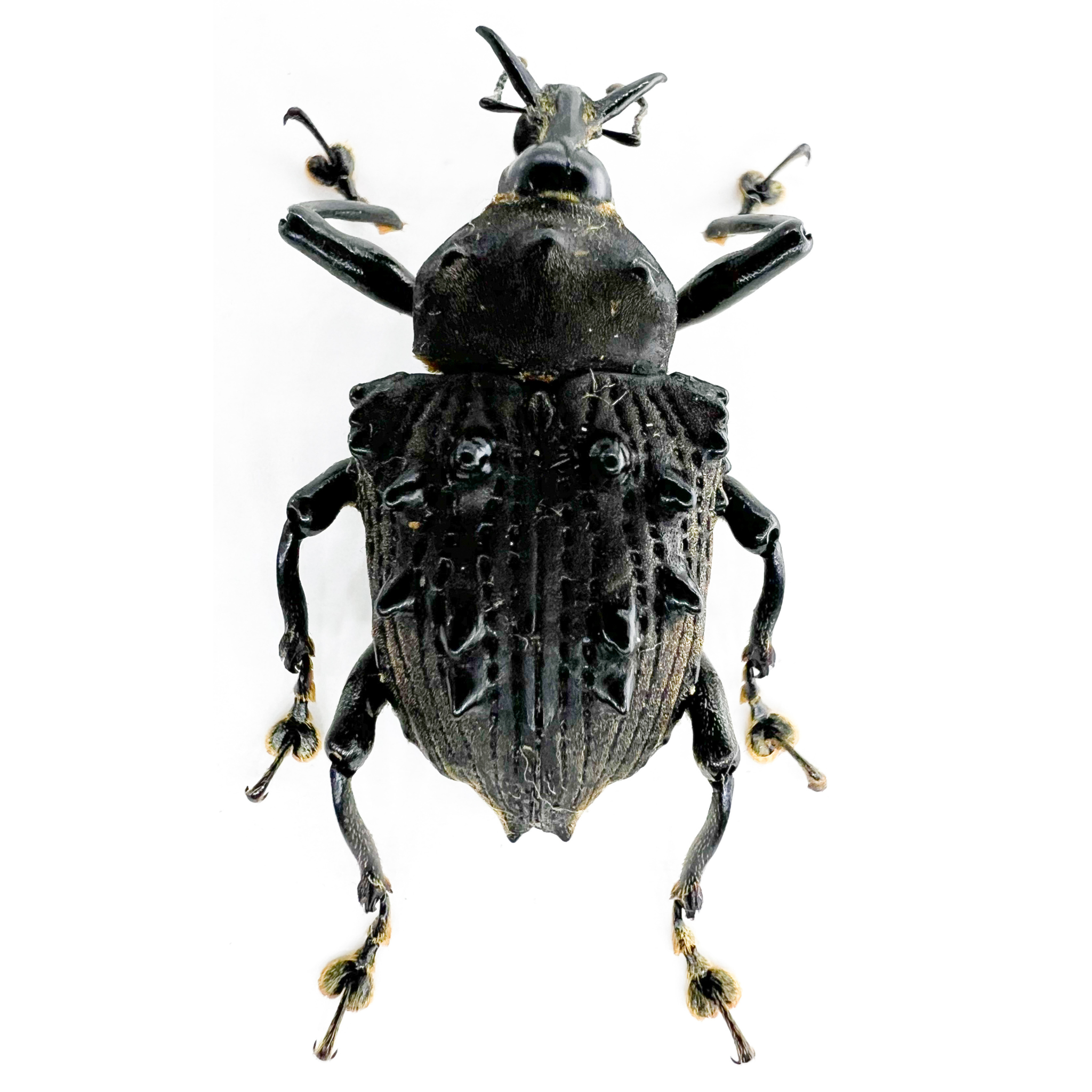 Cratosomus sp? Rare with broad spines