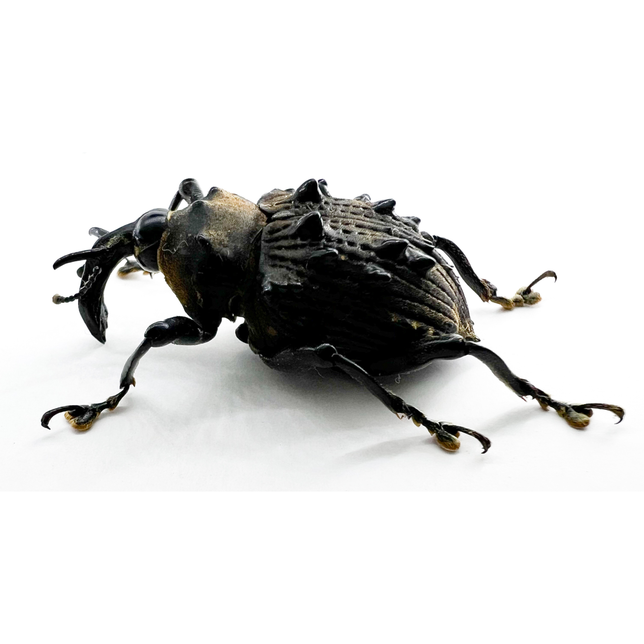 Cratosomus sp? Rare with broad spines