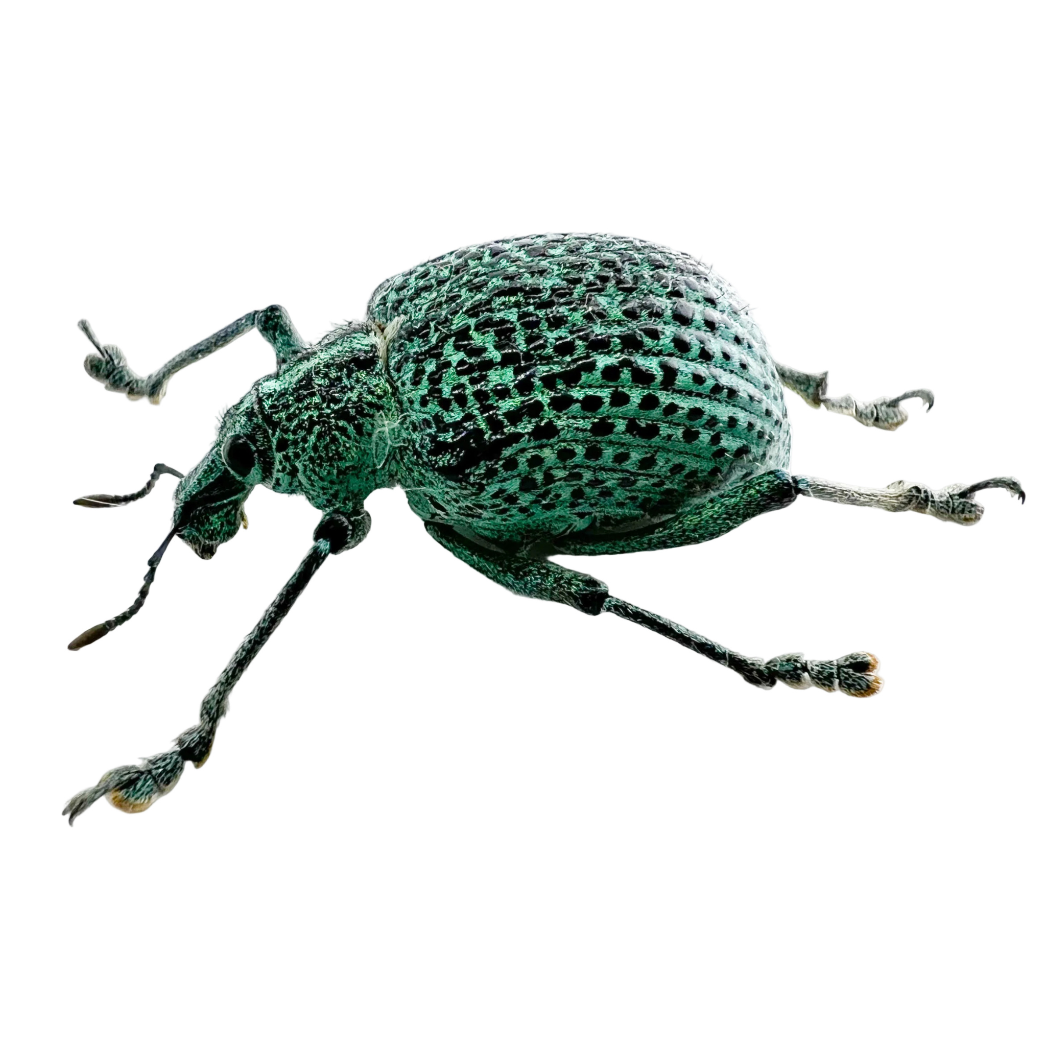 Entimus granulatus