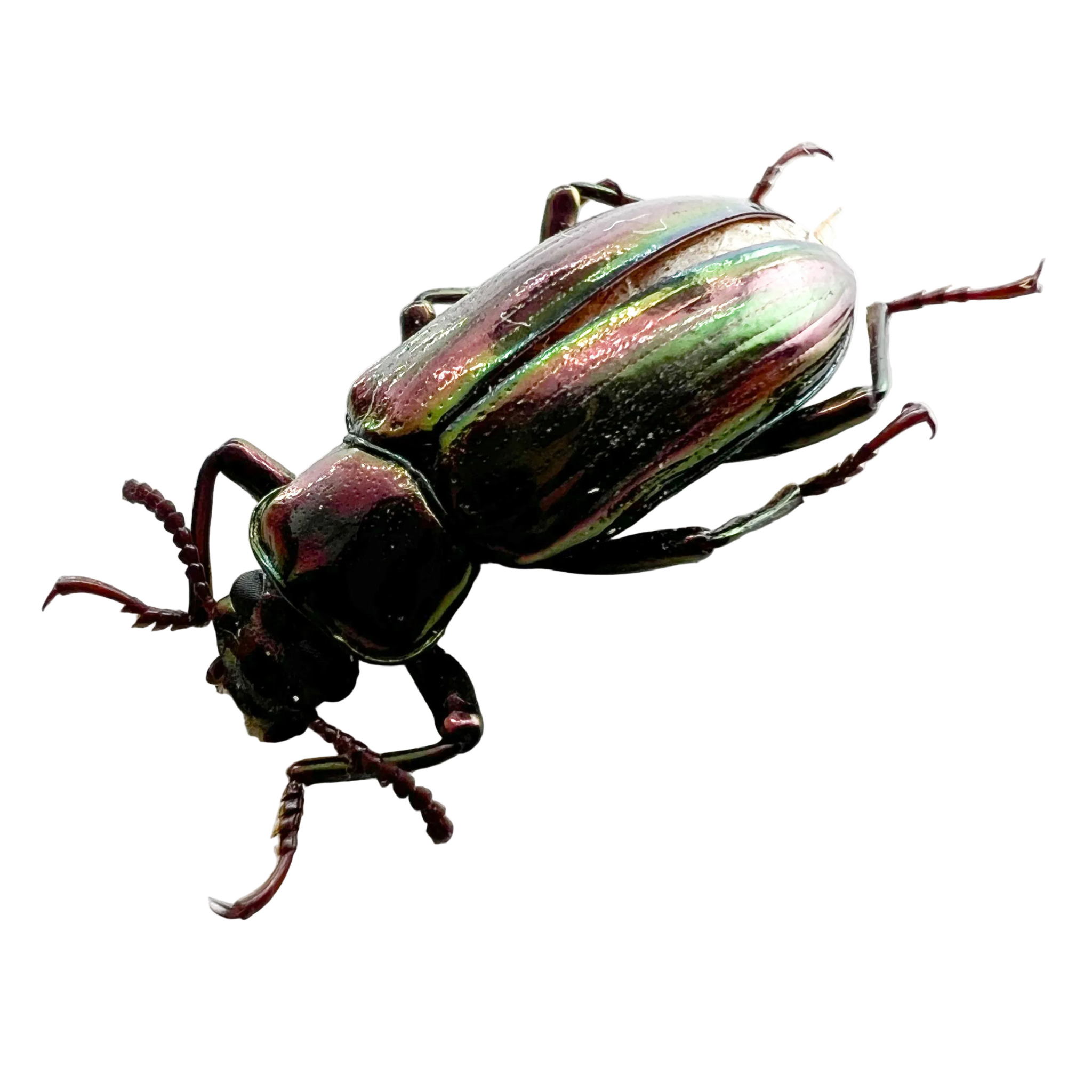 Tenebrionidae sp OBIDOS