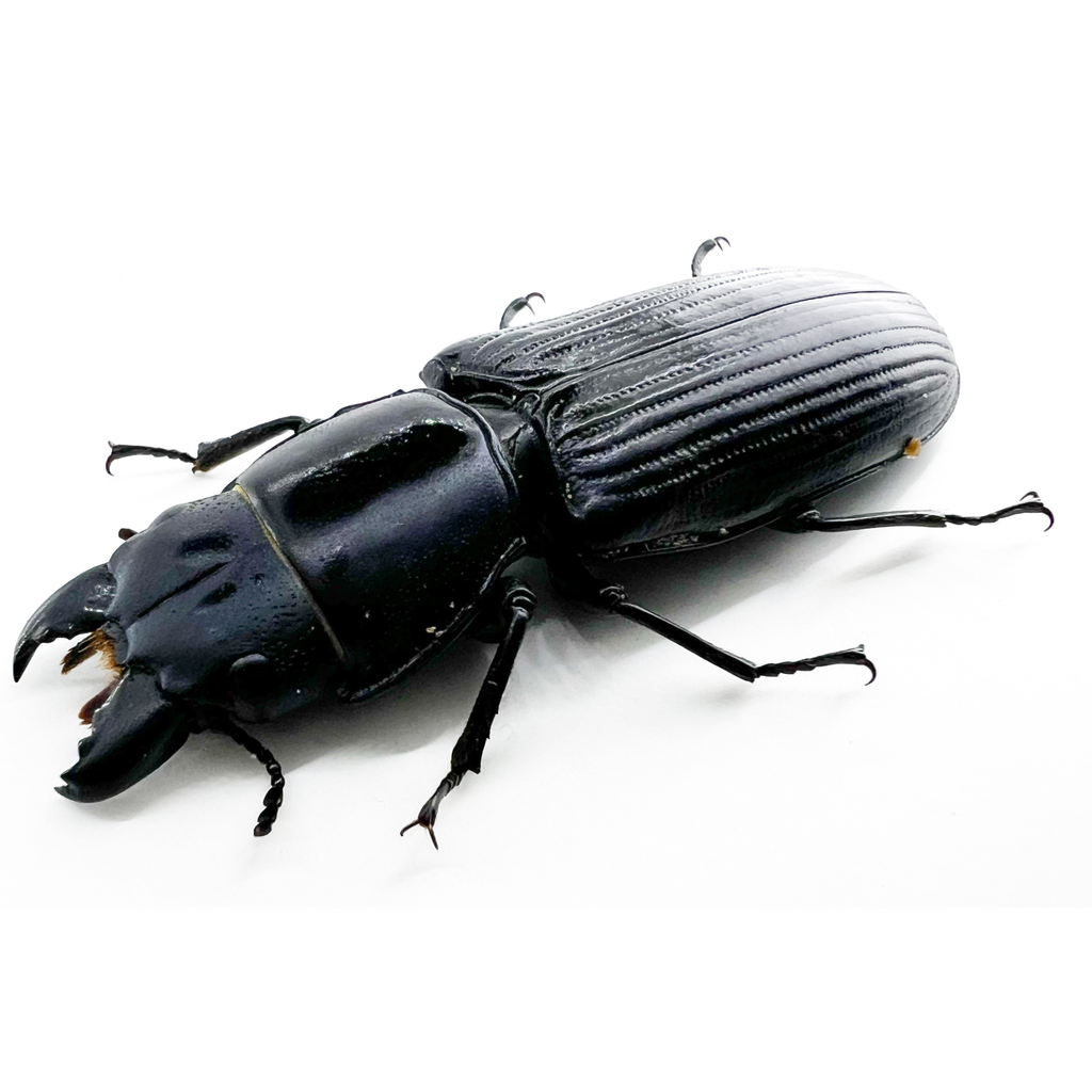 Temnocheila sp?