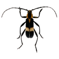 Mallosoma scutellare