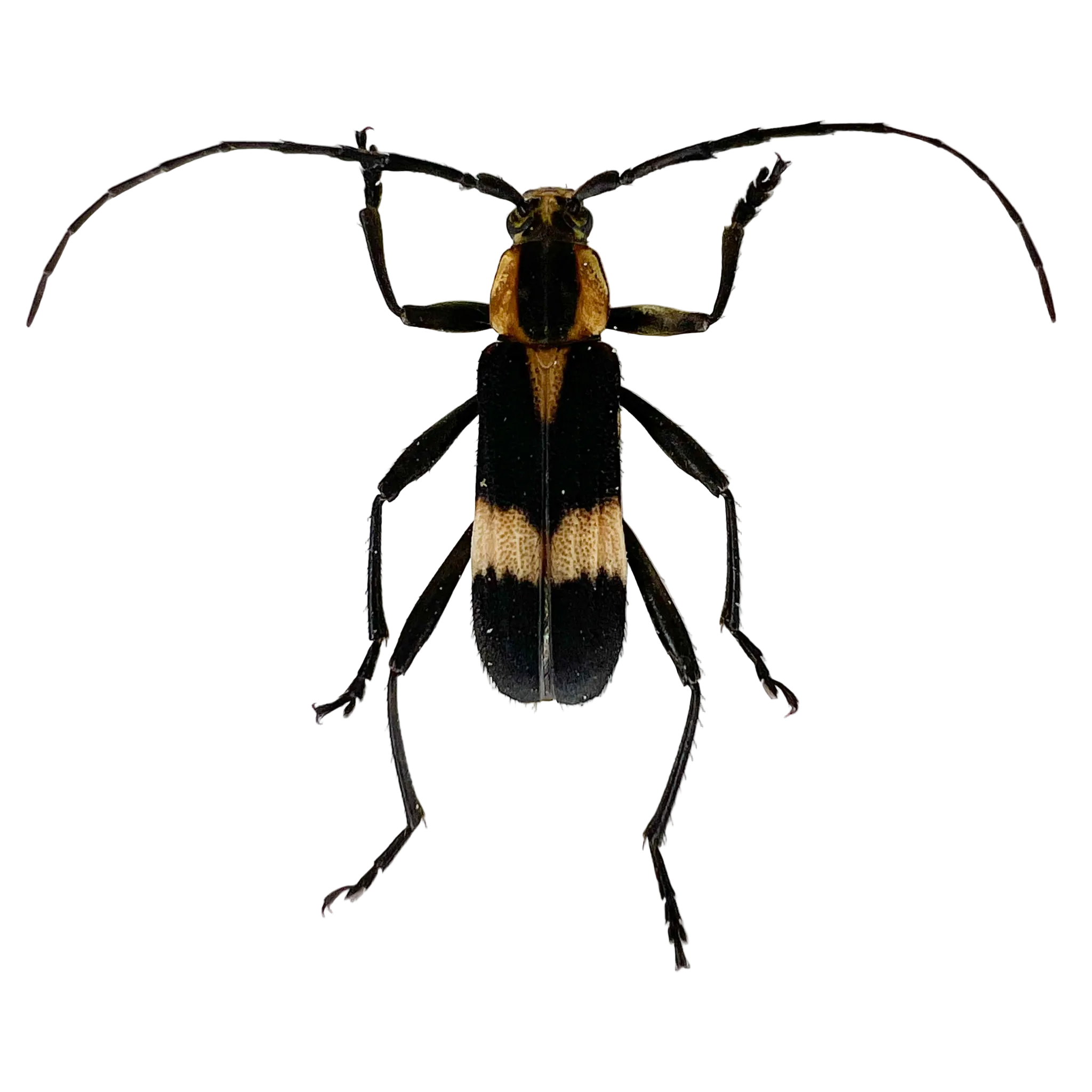 Mallosoma scutellare