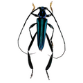Callichroma velutinum
