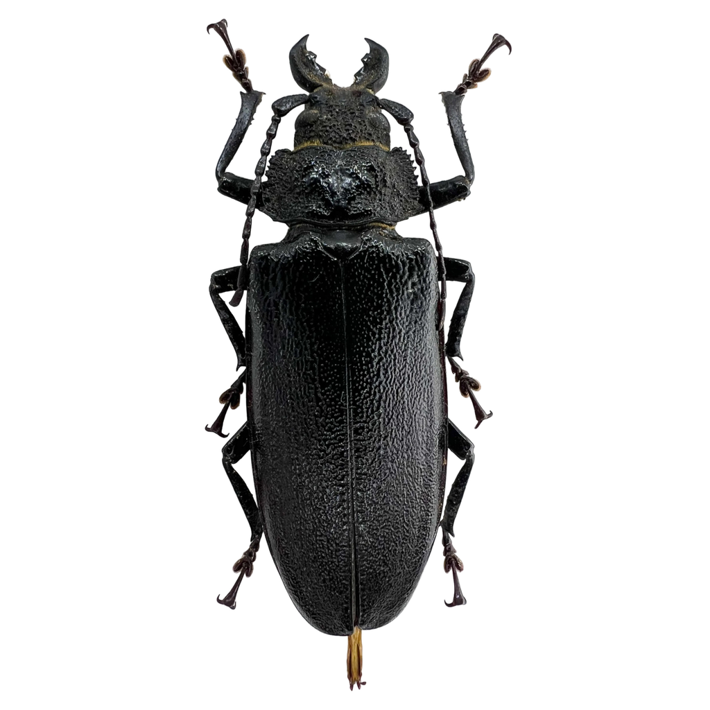 Physopleurus rugosus female 67mm
