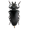 Physopleurus rugosus female 67mm