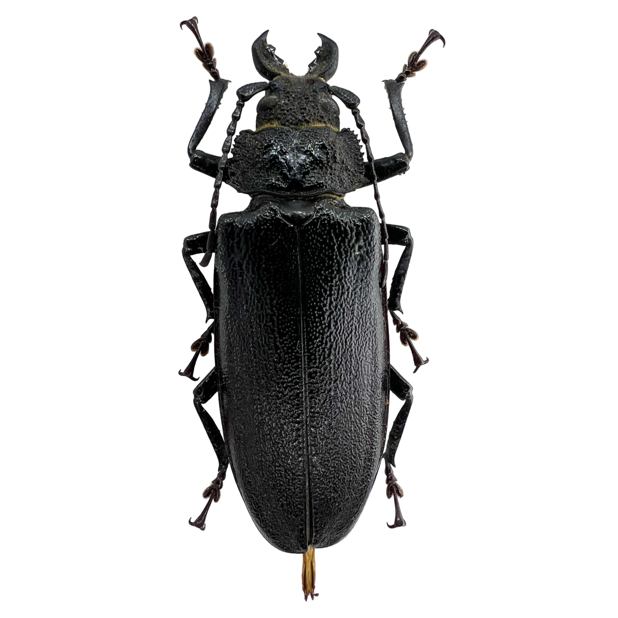 Physopleurus rugosus female 67mm