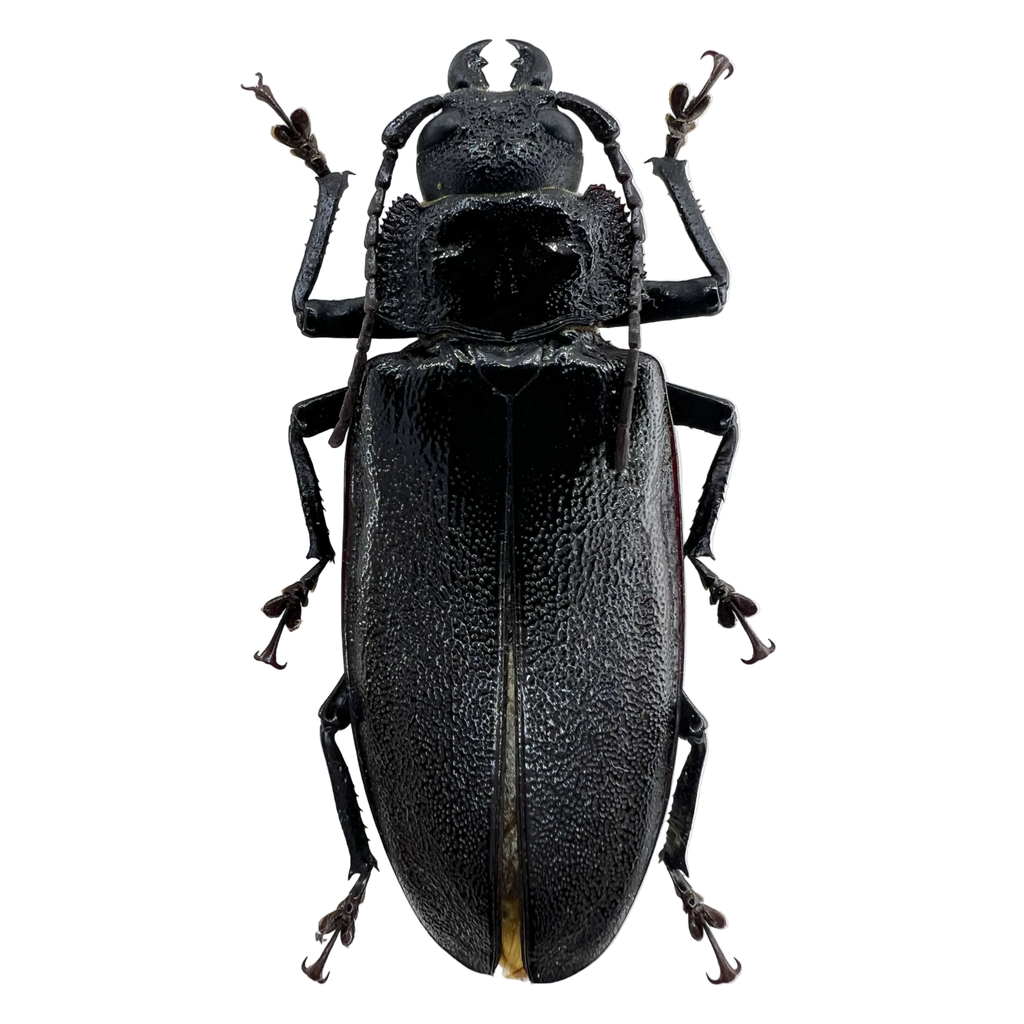 Physopleurus longiscapus female 76mm