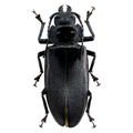 Physopleurus longiscapus female 76mm