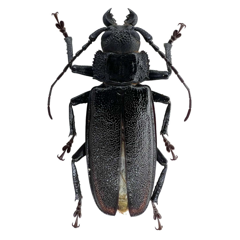 Physopleurus longiscapus male 50mm