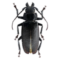Physopleurus longiscapus male 50mm