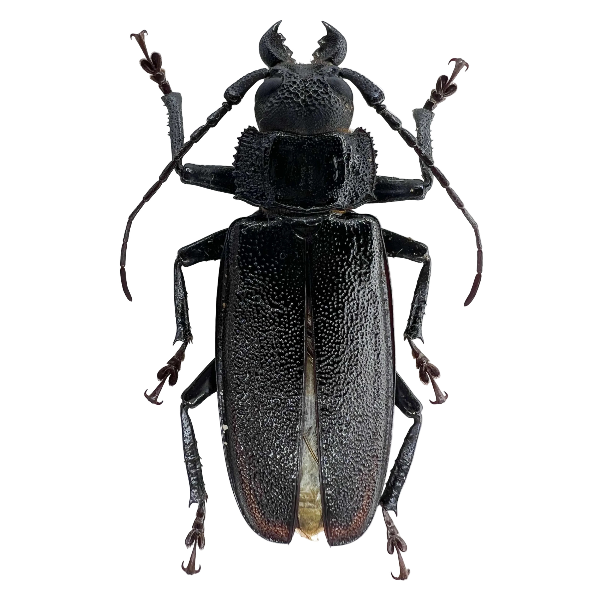Physopleurus longiscapus male 50mm