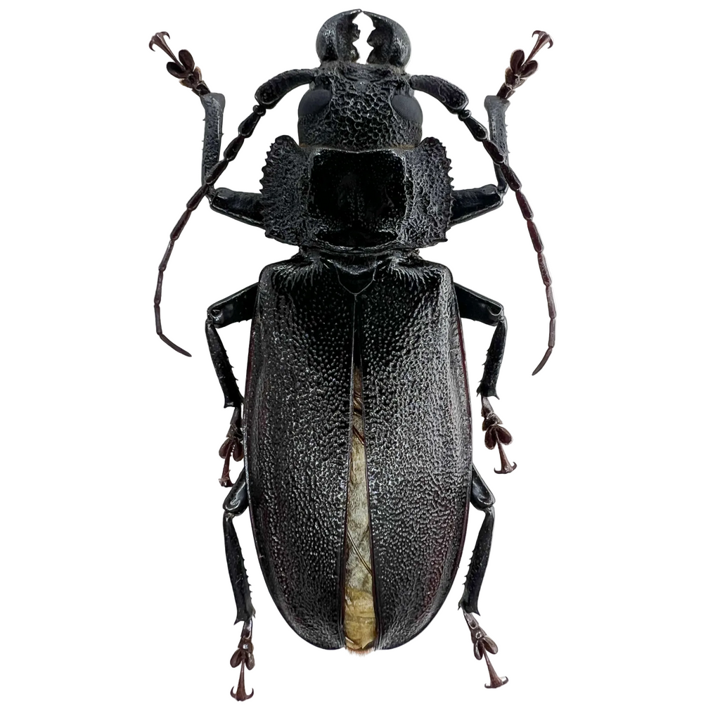 Physopleurus longiscapus male 57mm