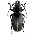 Physopleurus longiscapus male 57mm