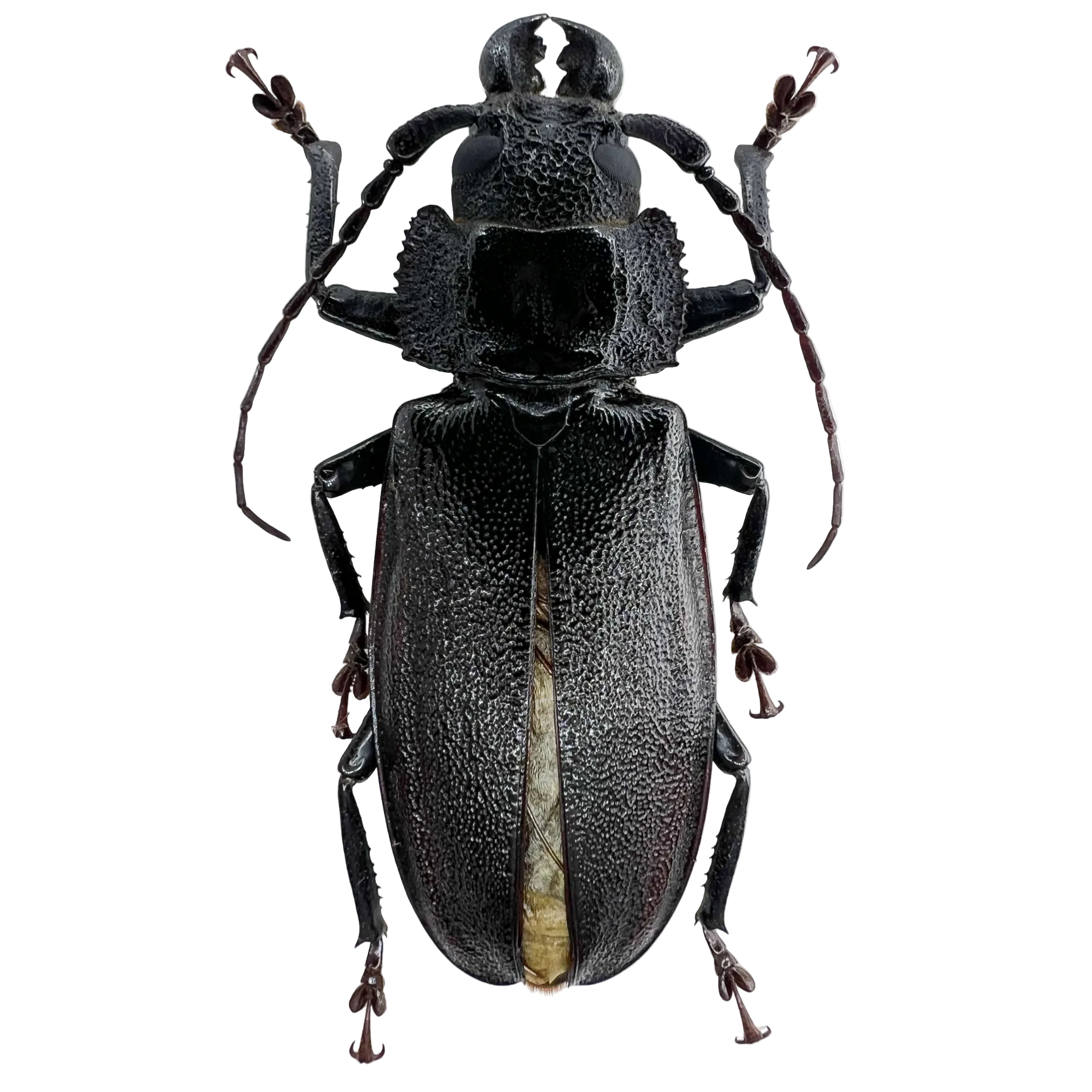 Physopleurus longiscapus male 57mm
