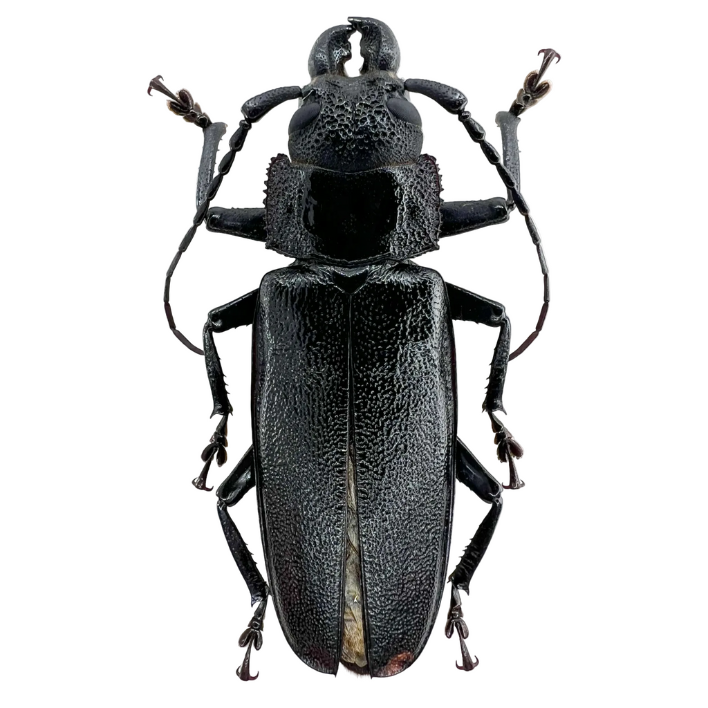 Physopleurus longiscapus male 65mm