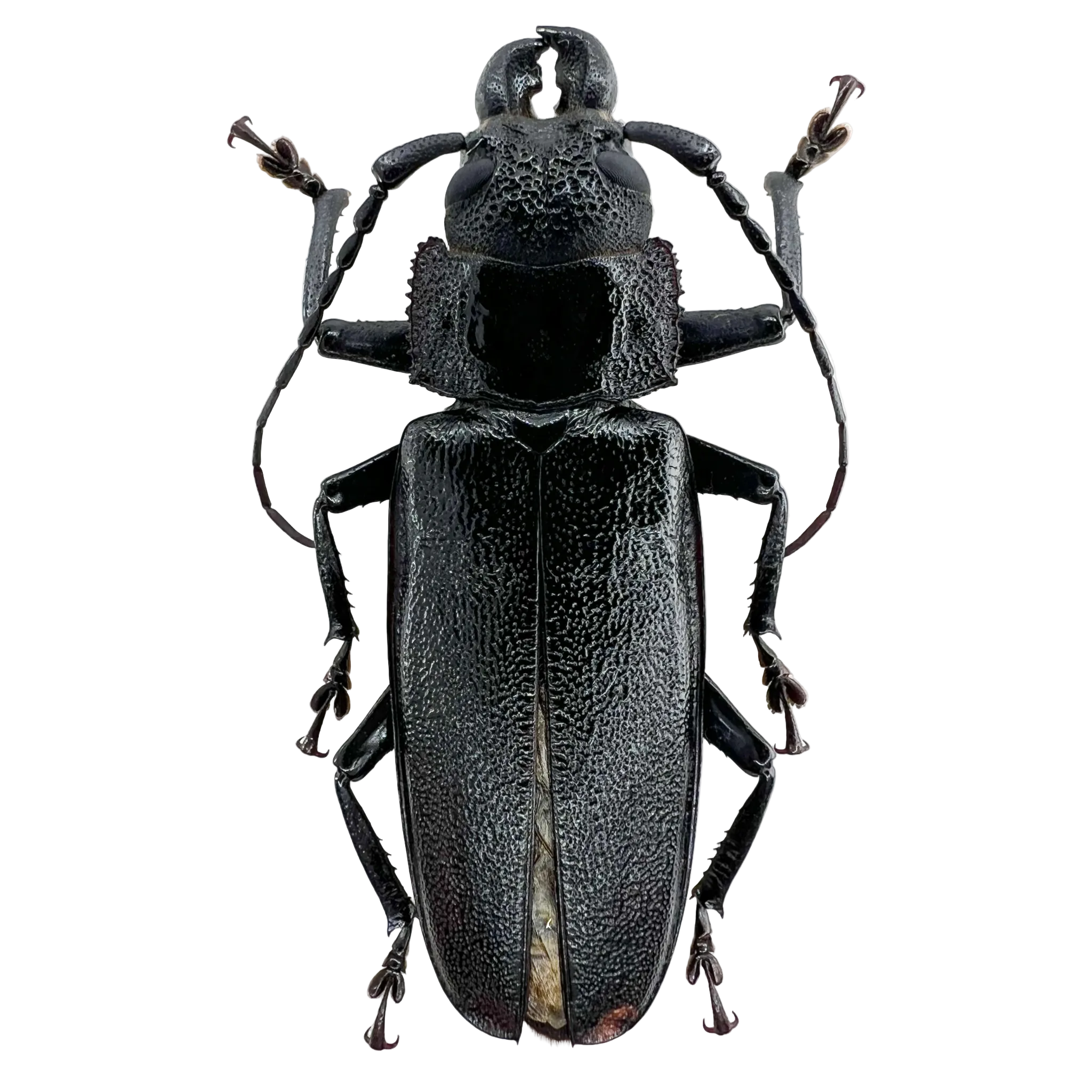 Physopleurus longiscapus male 65mm