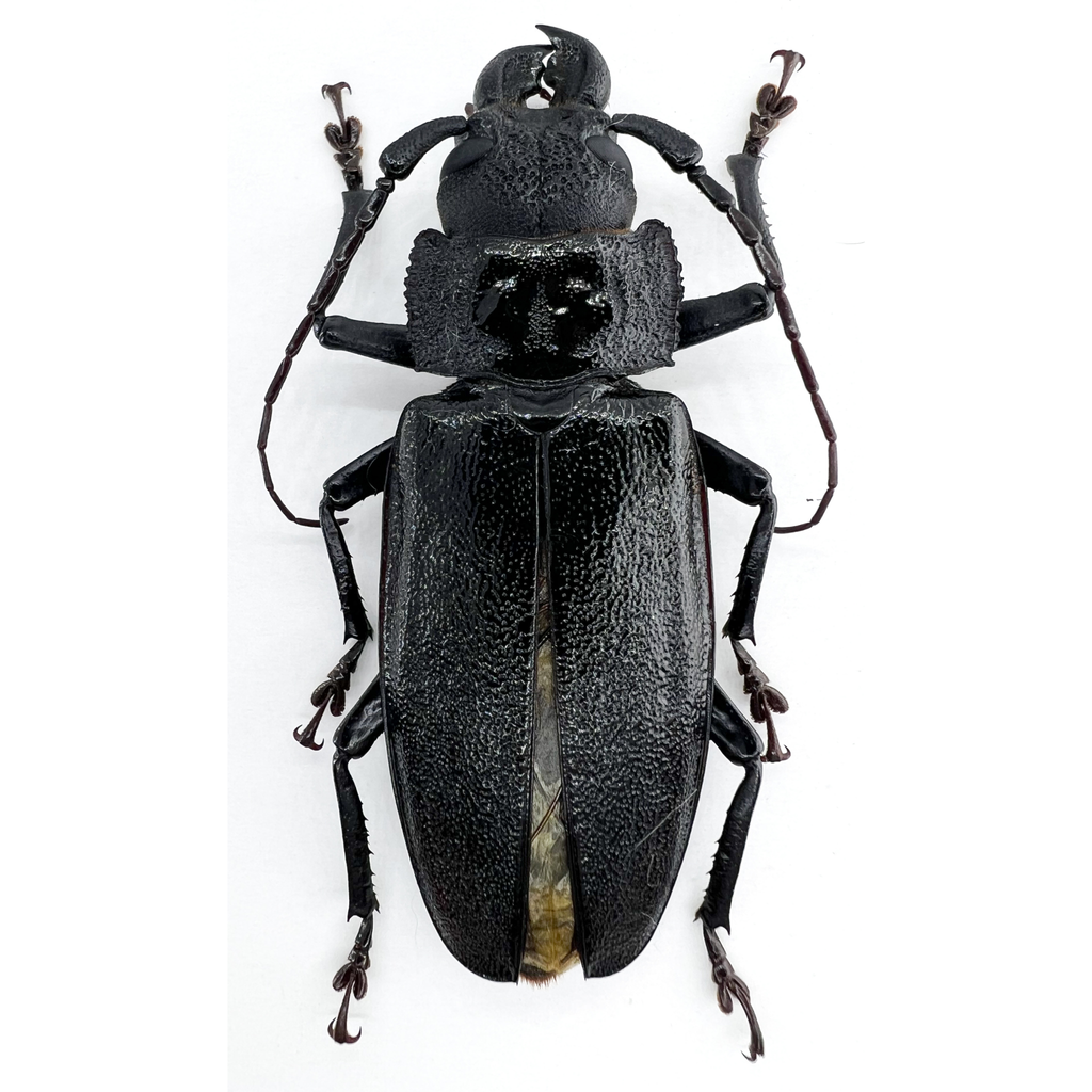 Physopleurus longiscapus male 69mm