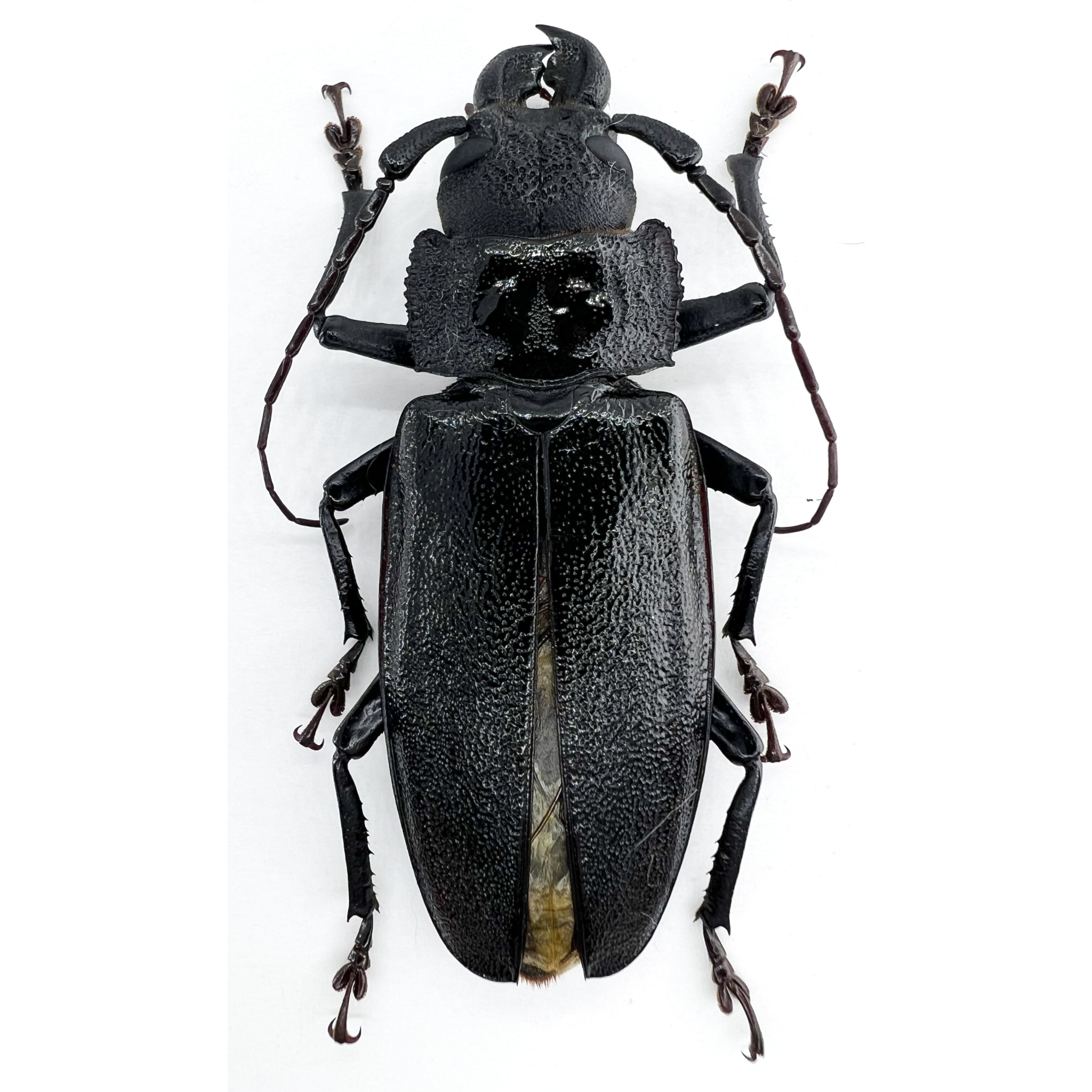 Physopleurus longiscapus male 69mm