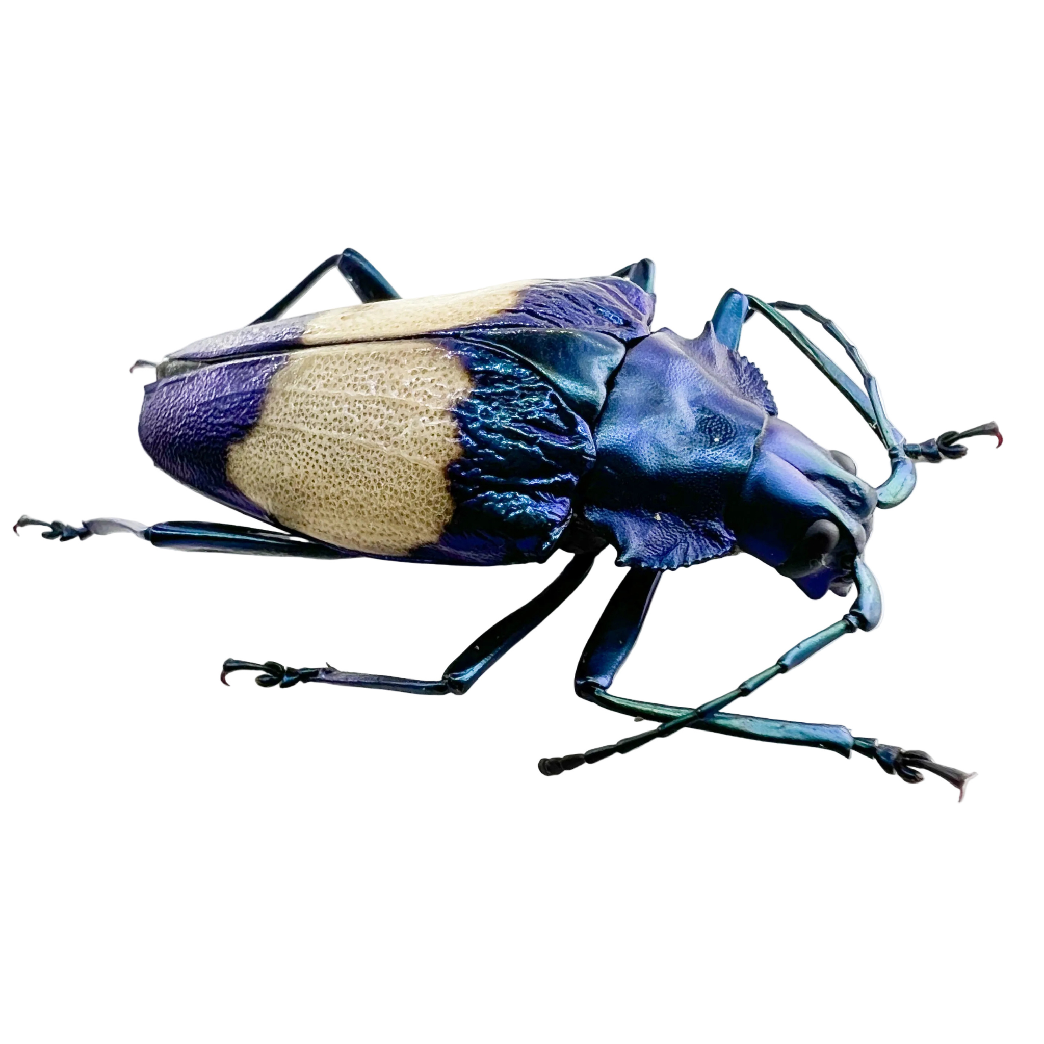 Charmallaspis pulcherrima