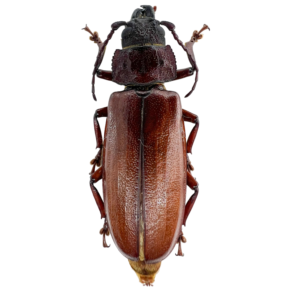 Physopleurus amazonicus female