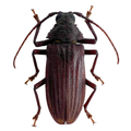 Protorma costifer