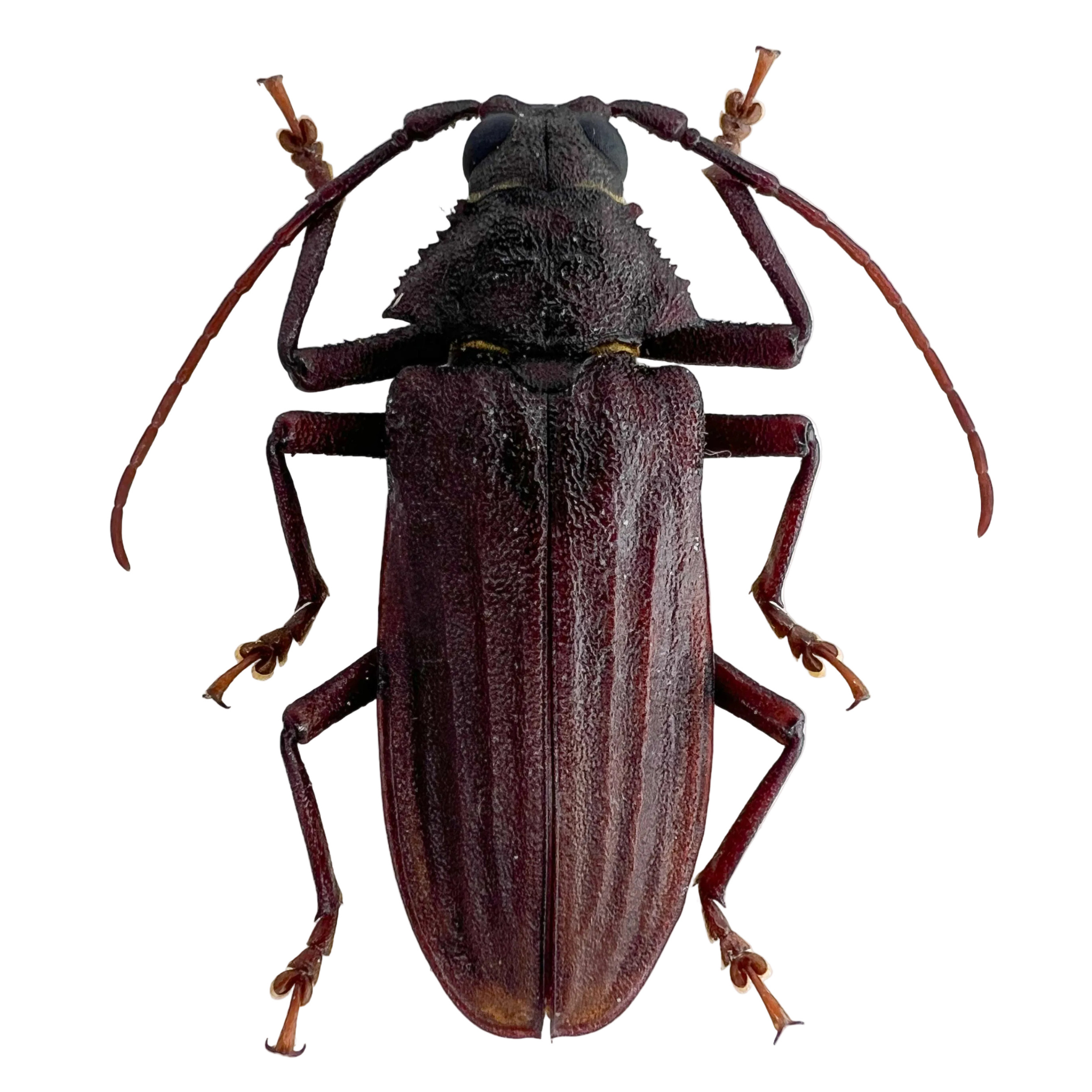 Protorma costifer