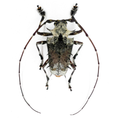 Polyrhaphis spinosa