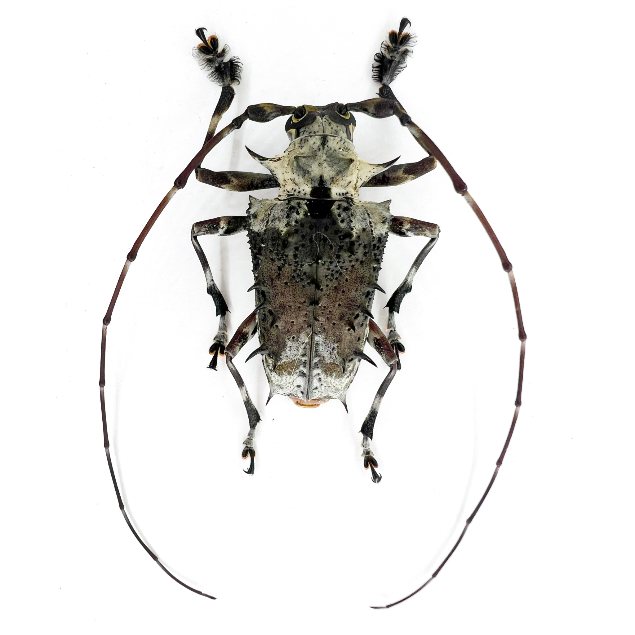 Polyrhaphis spinosa