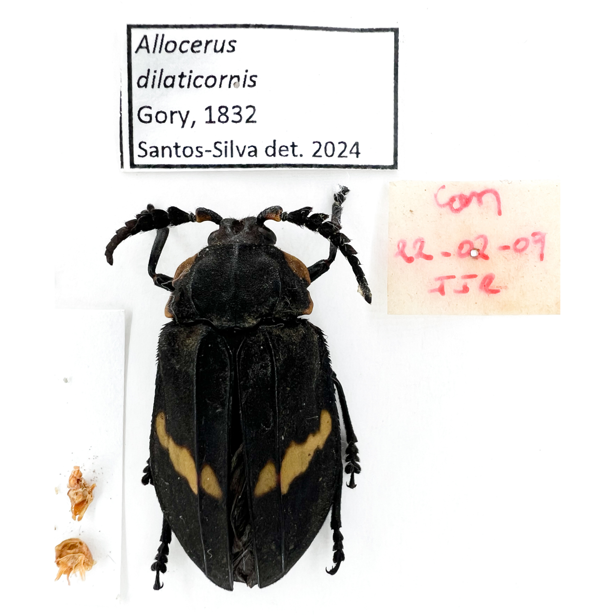 Allocerus dilaticorne